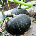'Green Baby' Small Pumpkin Seeds