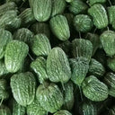 Huading No.5 Broad-top Bitter Gourd Seeds, 10g