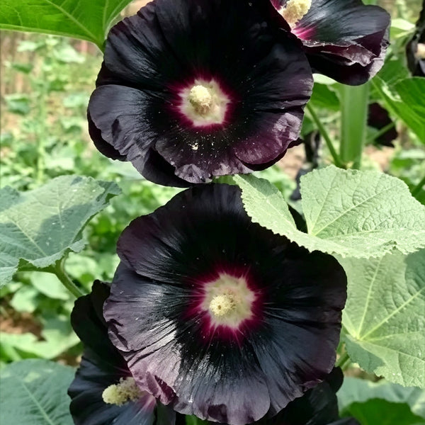 Single Midnight Black Hollyhock, 100 Seeds