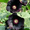 Single Midnight Black Hollyhock, 100 Seeds