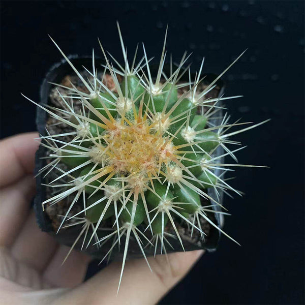Echinocactus grusonii
