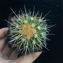 Echinocactus grusonii