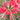 Hubei Lycoris, 1 Bulb