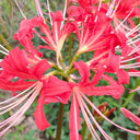 Hubei Lycoris, 1 Bulb