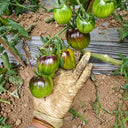 201 Gohua Lightning Tomato, 5 Seeds