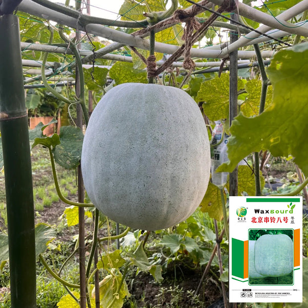 Beijing Chuanling No. 8 Wax Gourd Seeds, 10g