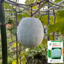 Beijing Chuanling No. 8 Wax Gourd Seeds, 10g