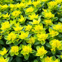 Cushion Spurge, 5 Seeds