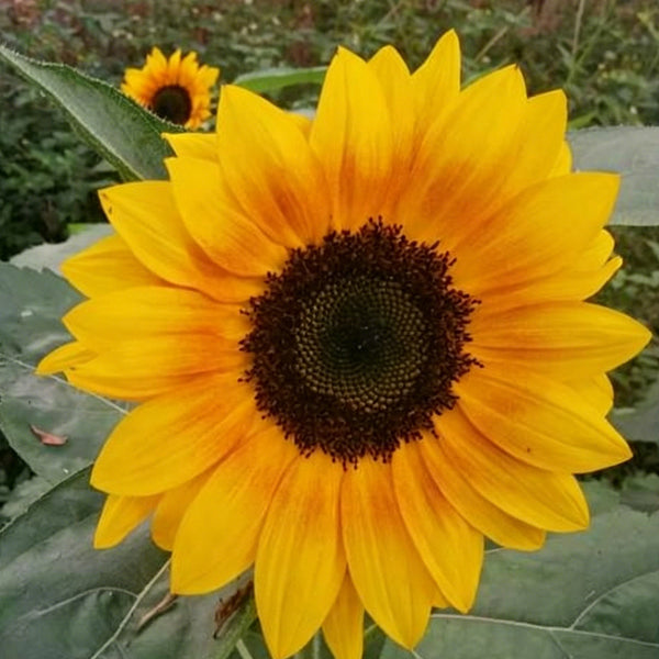 Copper Queen Sunflower, 10 Seeds