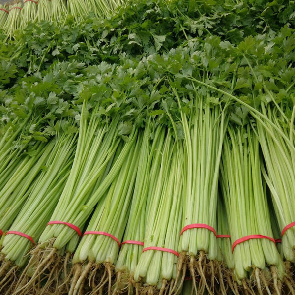 Michelin Fruit Celery Seeds, 10g