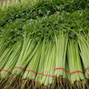 Michelin Fruit Celery Seeds, 10g