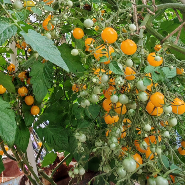 Mille Fleurs Tomato Seeds, 5 Seeds