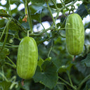 Yellow River' Chinese Vegetable Melon Seeds, 50 Seeds