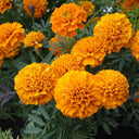 African Marigold (Tagetes erecta) Seeds, 500 Seeds
