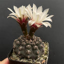 Gymnocalycium quehlianum 'White Spines', 3-4cm