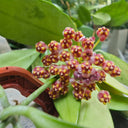 Hoya inconspicua, 1 Cutting