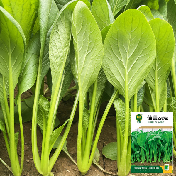 Jiamei Komatsuna Seeds, 10g