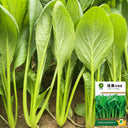 Jiamei Komatsuna Seeds, 10g