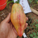 613 Tulip Tomato, 5 Seeds