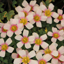 Oxalis obtusa Series Bulb - 'Fox Lady', 10 Bulbs