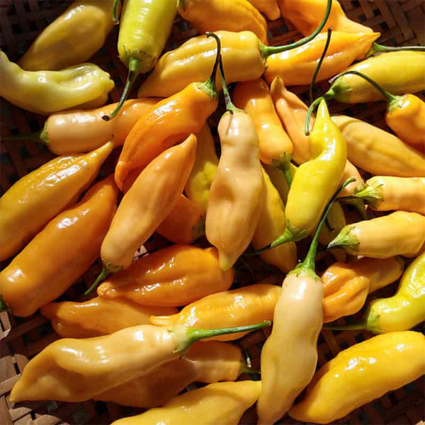 Sugar Peach Pepper, 5~10 Seeds