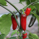 Mexican Chili Pepper Seeds, 5 Seeds