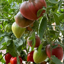 1103 Dark Brown Honey Tomato, 5 Seeds