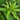 Chenopodium ambrosioides Seeds, 100 Seeds