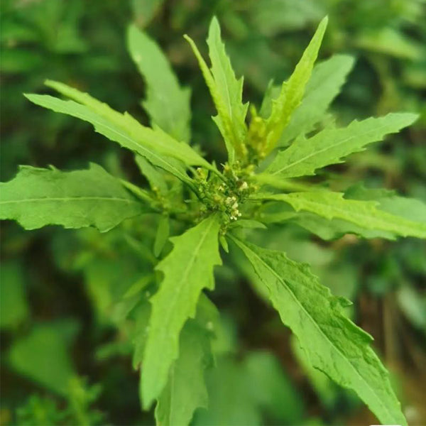 Chenopodium ambrosioides Seeds, 100 Seeds