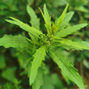 Chenopodium ambrosioides Seeds, 100 Seeds