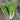 'Jinmei 516' Fast-growing Bok Choy Seeds, 10g