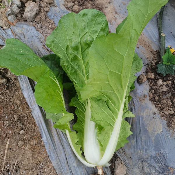 'Jinmei 516' Fast-growing Bok Choy Seeds, 10g