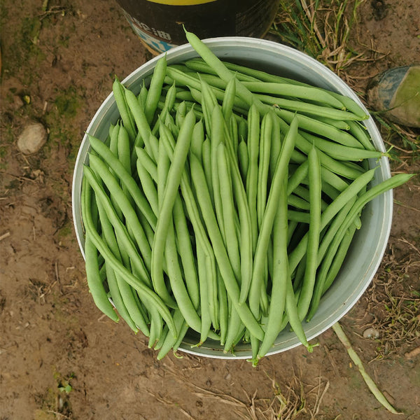 'Shuangqing No.35' Snap Bean Seeds, 25g