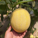 Super Early Honey Melon Seeds, 5g