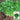Farmer's Small-Leaf Cilantro Seeds, 50g