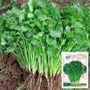 Farmer's Small-Leaf Cilantro Seeds, 50g