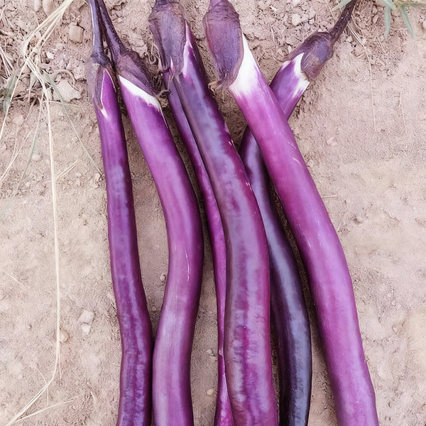 'Hangqie No.1' Eggplant Seeds, 100 Seeds