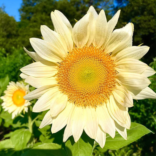 'White Moonlight' Sunflower, 6 Seeds