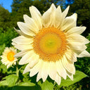 'White Moonlight' Sunflower, 6 Seeds