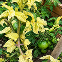 261 Dwarf Pico's Pride Tomato, 5 Seeds