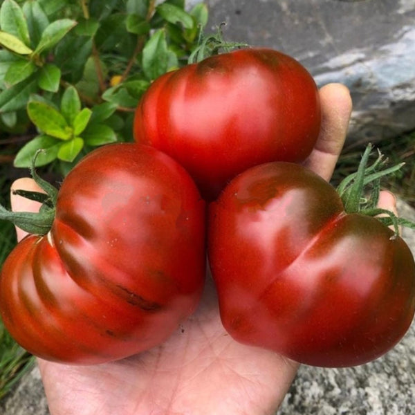 812 Truffle Heart Tomato, 5 Seeds