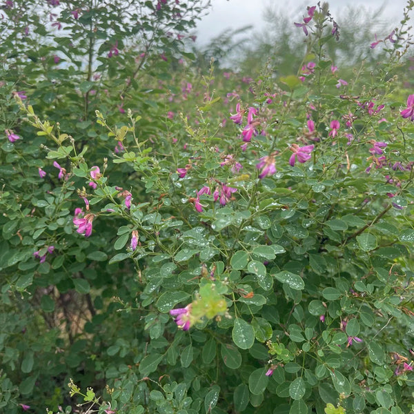 Bush Clover, 200 Seeds