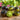 707 Fairy Forest Tomato, 5 Seeds