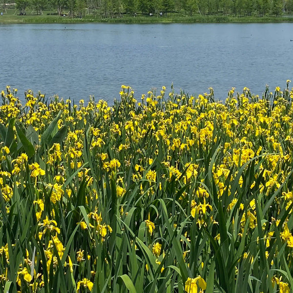 Yellow Flag Iris, 50 Seeds