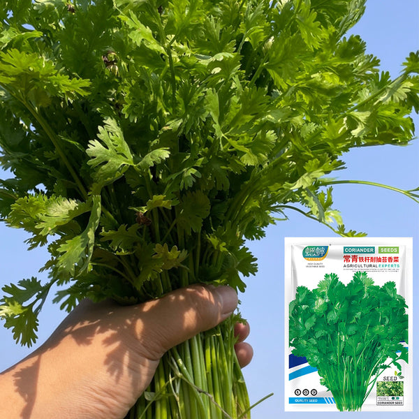Evergreen Iron Stem Cilantro Seeds, 10g
