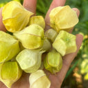 Groundcherry Seeds, ~500 Seeds