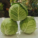 Iron Green 45 Cabbage, 10g