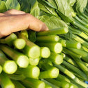Ningxia Fiberless 110-day Choy Sum Seeds, 20g