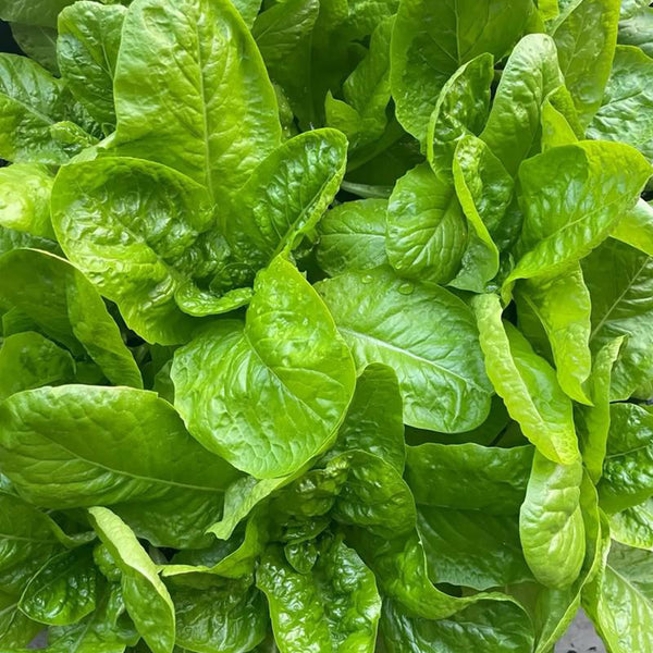 Green Peacock Lettuce Seeds, 3g