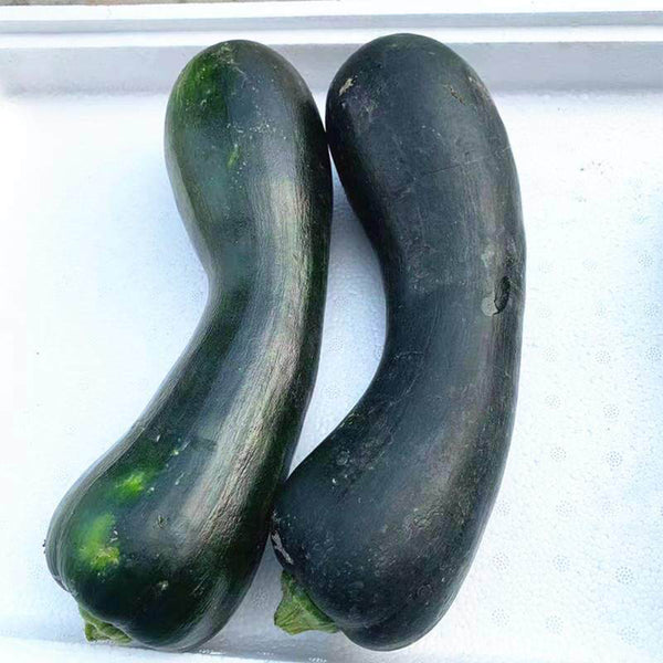 Zhengqing No.1 Black-skinned Pumpkin, 10 Seeds
